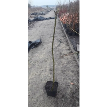 Złotokap szczepiony na pniu kulisty żółty - sadzonki 120 / 140 cm